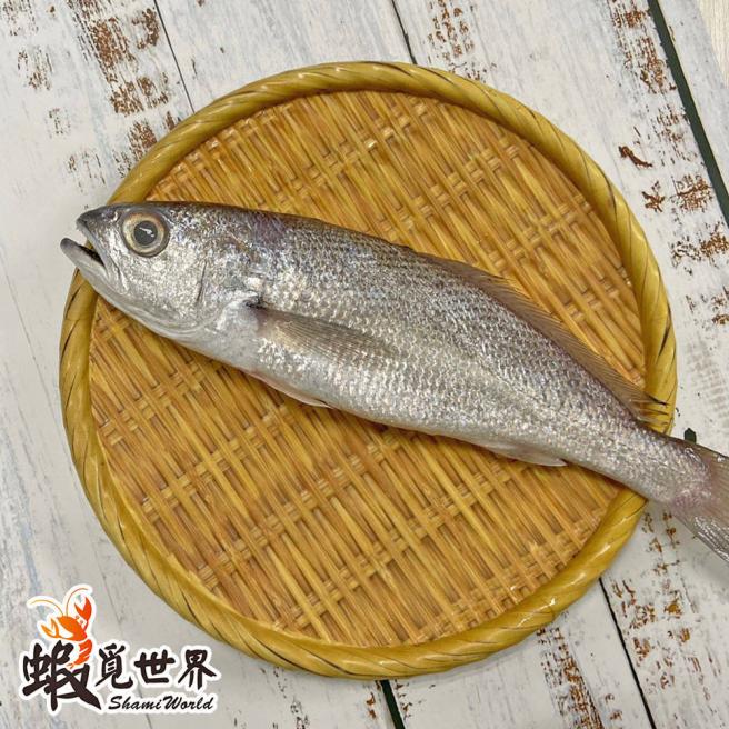 台湾野生黑喉(200-250g)