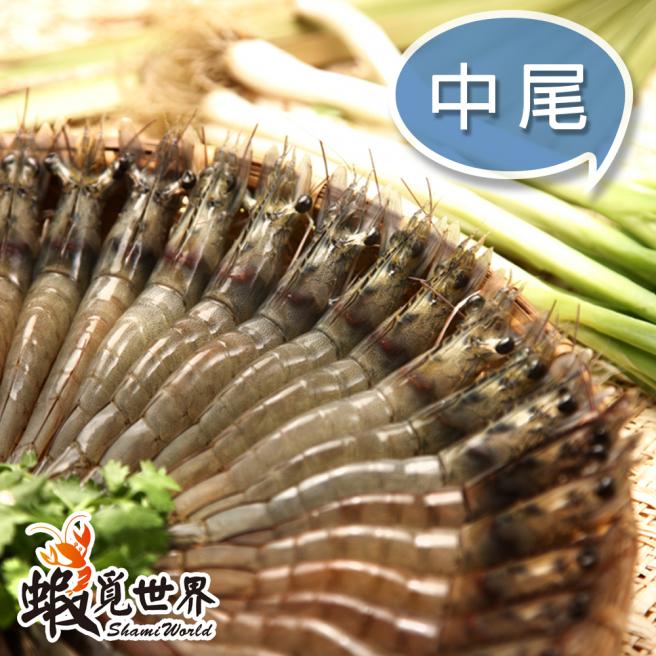 中尾-活凍生鮮白蝦(約22-25尾/300g)