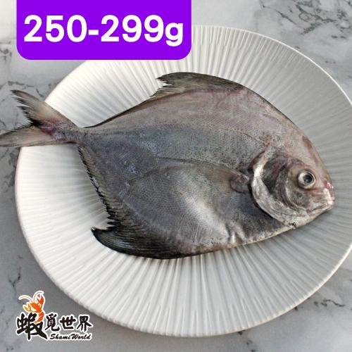 台灣野生黑鯧魚(250-299g)