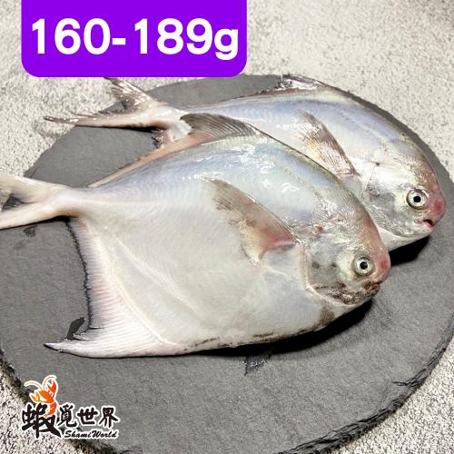 台灣野生小白鯧(160-189g)2尾入