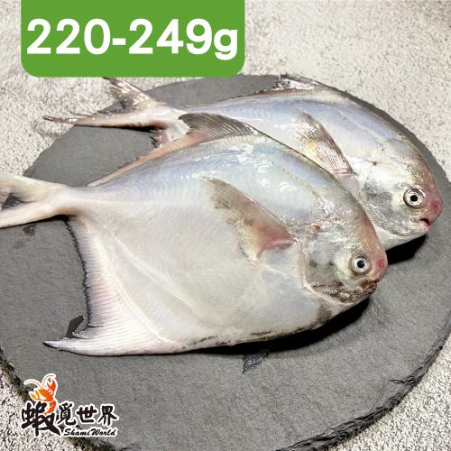 台灣野生小白鯧(220-249g)2尾入